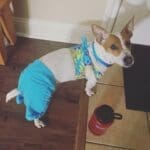 Pickle ready to swim...