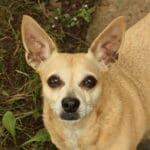 Dixie the Chiweenie...