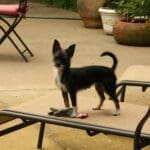 Tina the Chihuahua...