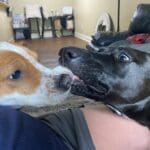 Pickle and a playmate...