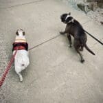 Pickle's playdate at Coleman Park...