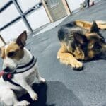 Pickle at her sniff training class...