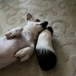 Pickle with her guinea pig brother, Jack...