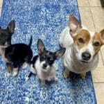 Tina, Reba, and Pickle...