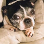 Sweet baby Peanut...