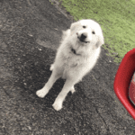 RIP to our sweet Marley angel...