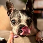 Peanut girl. RIP Lacy.